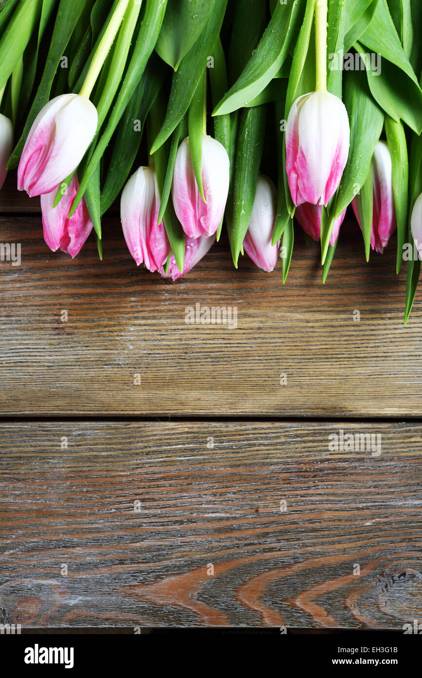 Frühling rosa Tulpen, Blumen Stockfoto
