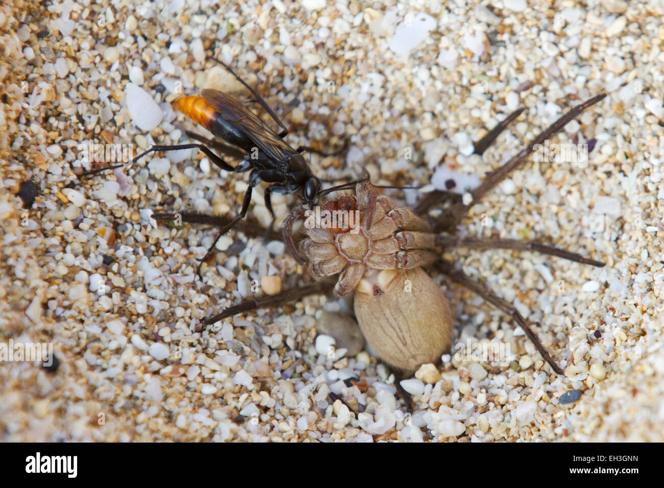 Eine asiatische Rotschwanzspinne (Tachypompilus analis), die eine gelähmte Riesenkrabbe-Spinne (Heteropoda venatoria) zu ihrem Nestplatz, Maui, Hawaii, schleppt Stockfoto