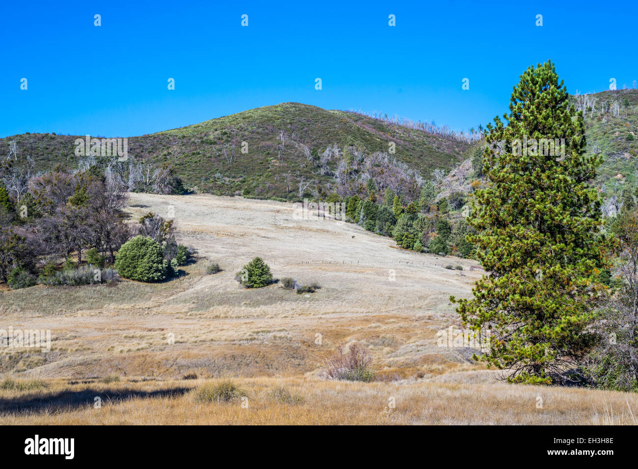 Pinien, Berge und Wiesenbereich am Französisch-Tal gelegen. Palomar Mountain State Park, California, Vereinigte Staaten von Amerika. Stockfoto