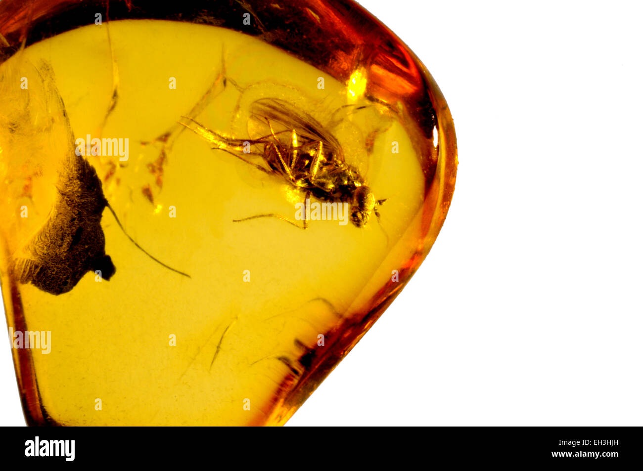Prähistorische langbeinige Fliege im baltischen Bernstein konserviert Stockfoto