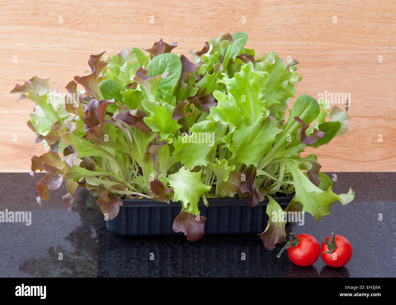 Baby-Salat Blätter wachsen in einer Box, für eine "geschnitten und kommen wieder". Stockfoto