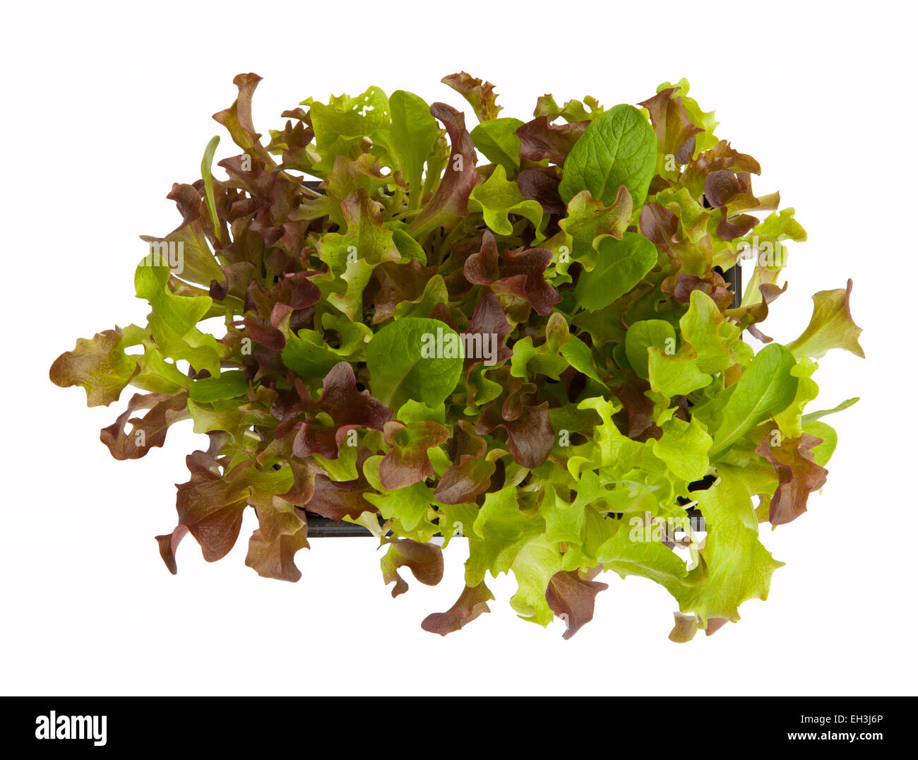 Baby-Salat Blätter wachsen in einer Box von oben - Ausschnitt auf einem weißen Hintergrund für Ihre eigene Versorgung "geschnitten und kommen wieder". Stockfoto