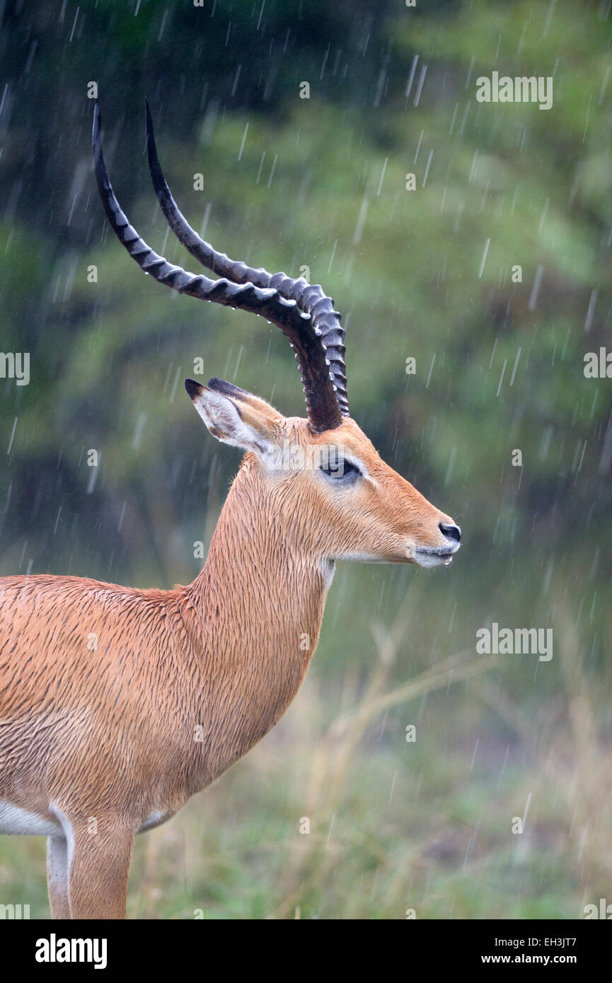 Impala (Aepyceros Melampus), männliche stehen im Regen, Masai Mara National Reserve, Kenia Stockfoto