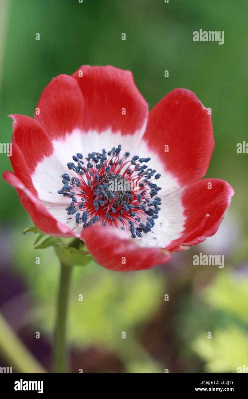 Eine einzelne rote Anemone Coronaria Blume Stockfoto