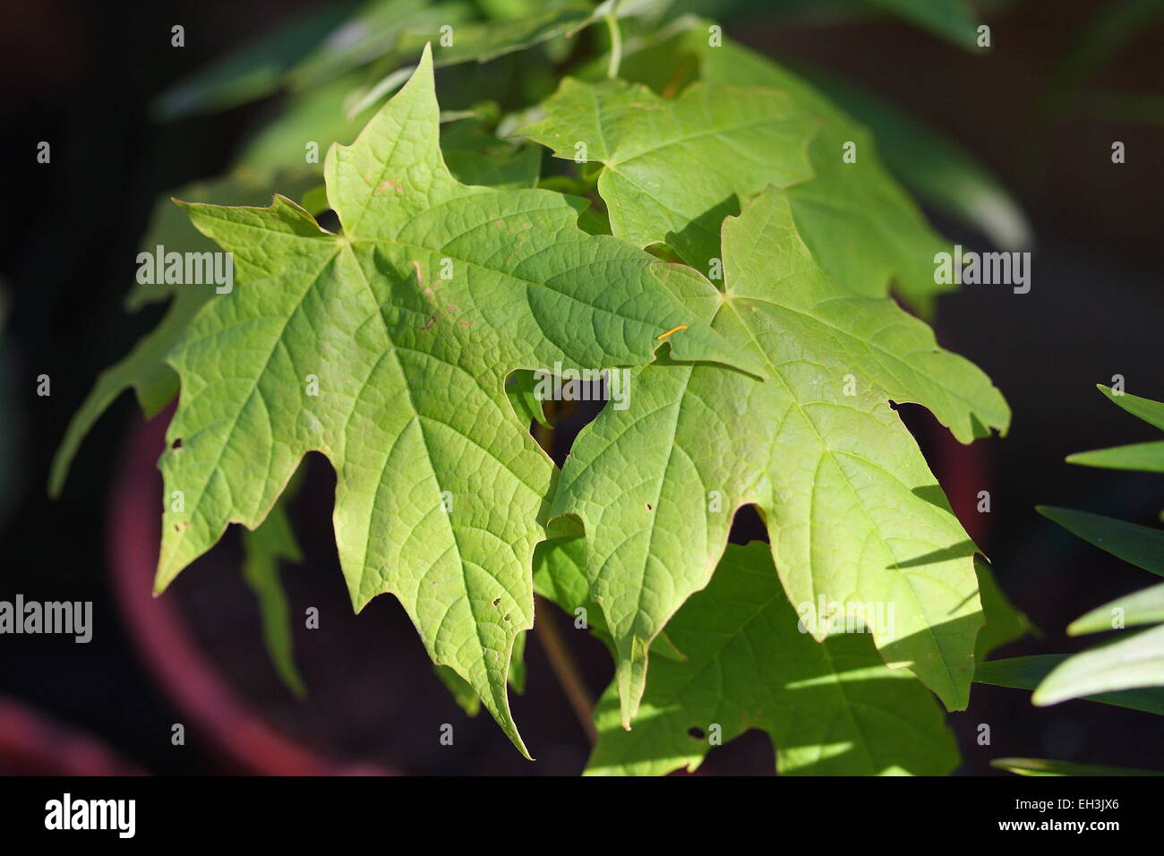 Wachsende Ahorn-Baum in einem Topf Stockfoto