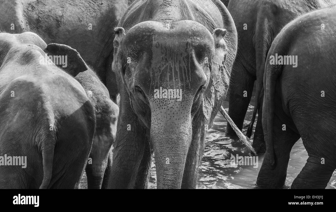 Elefanten in Sri lanka Stockfoto