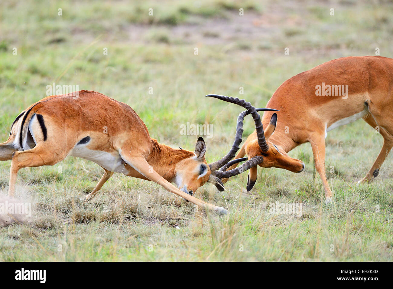 Impalas (Aepyceros Melampus), kämpfen Männchen, Masai Mara National Reserve, Kenia Stockfoto