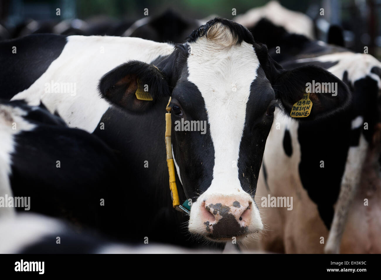 Holstein-Friesian Kühe zum Melken in einem Milchviehbetrieb in Kent im Vereinigten Königreich vorbereitet Stockfoto