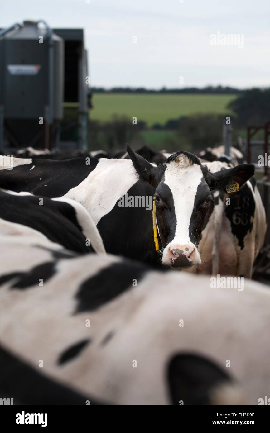 Holstein-Friesian Kühe zum Melken in einem Milchviehbetrieb in Kent im Vereinigten Königreich vorbereitet Stockfoto
