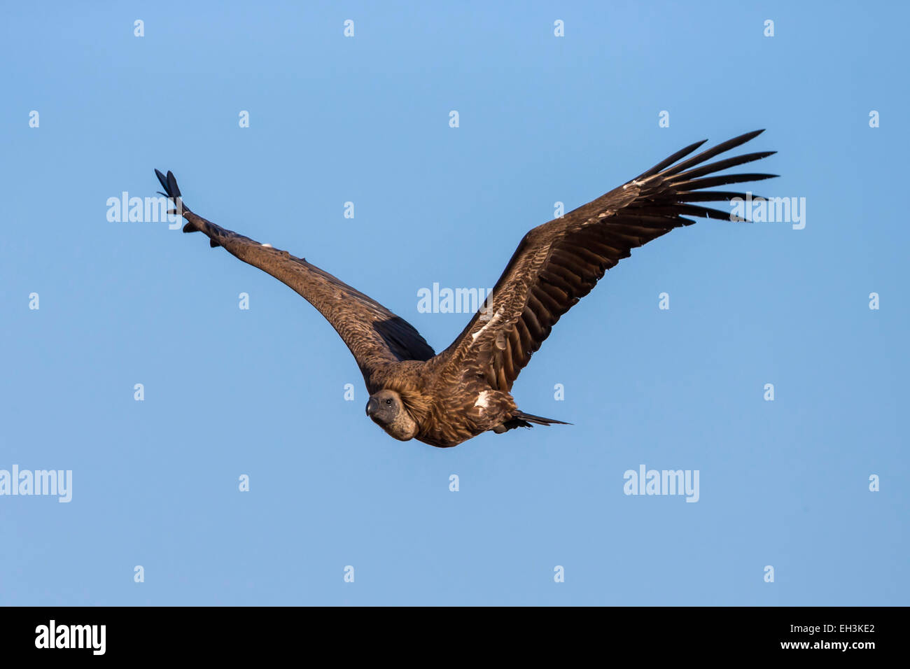 Weißrückenspecht Geier (abgeschottet Africanus), Krüger Nationalpark, Südafrika, Afrika Stockfoto