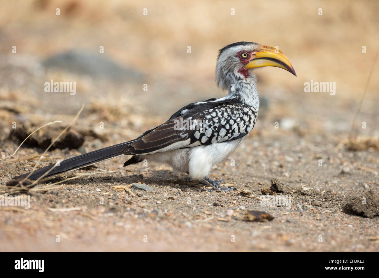 Yellowbilled Toko (Tockus Leucomelas), Krüger Nationalpark, Südafrika, Afrika Stockfoto