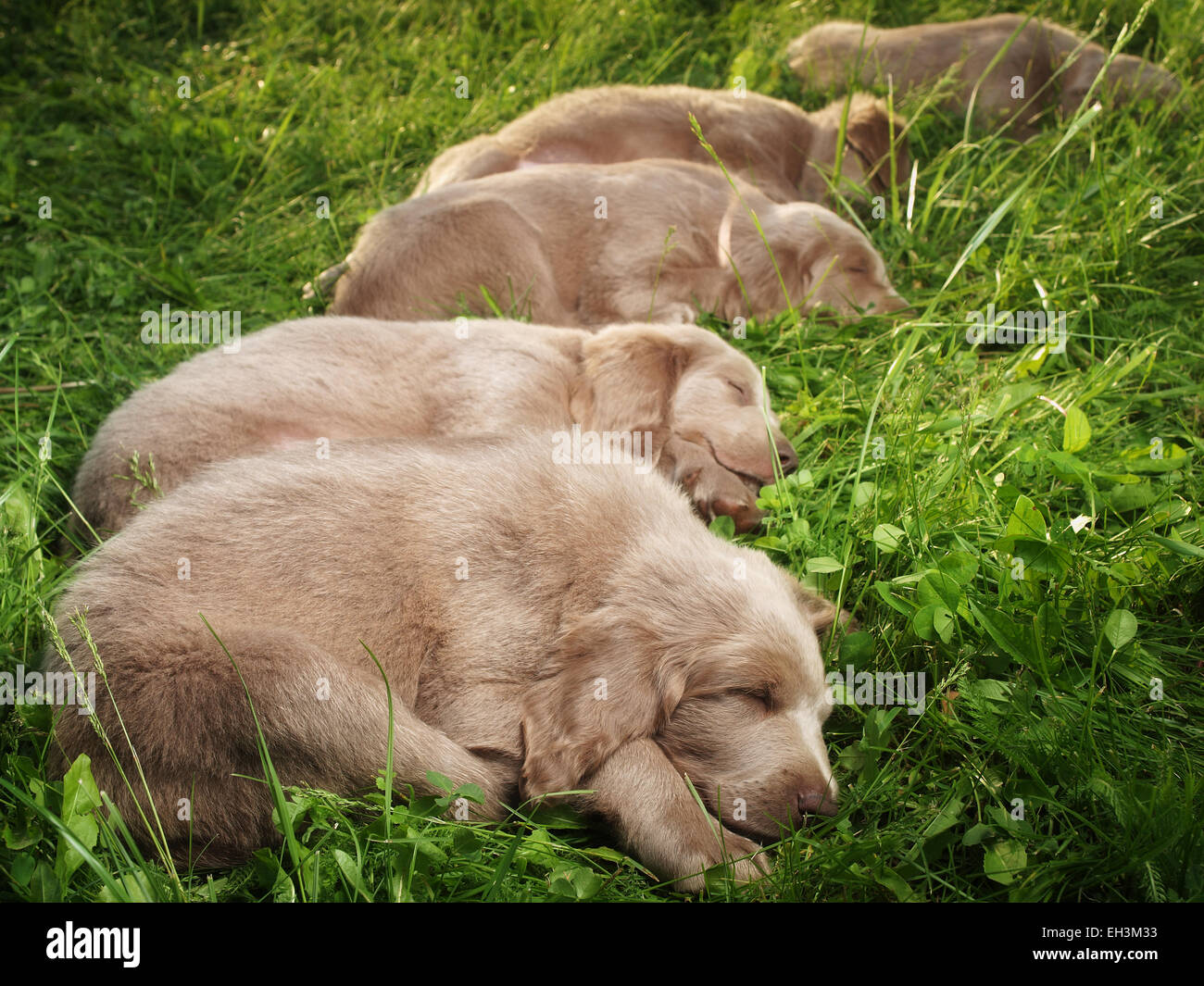 fünf Welpen schlafen auf der Wiese Stockfoto