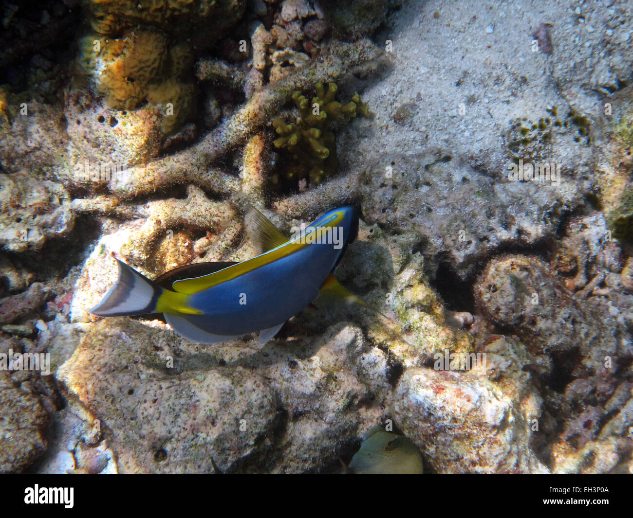 Powderblue Doktorfisch auf ein Korallenriff auf den Malediven Stockfoto