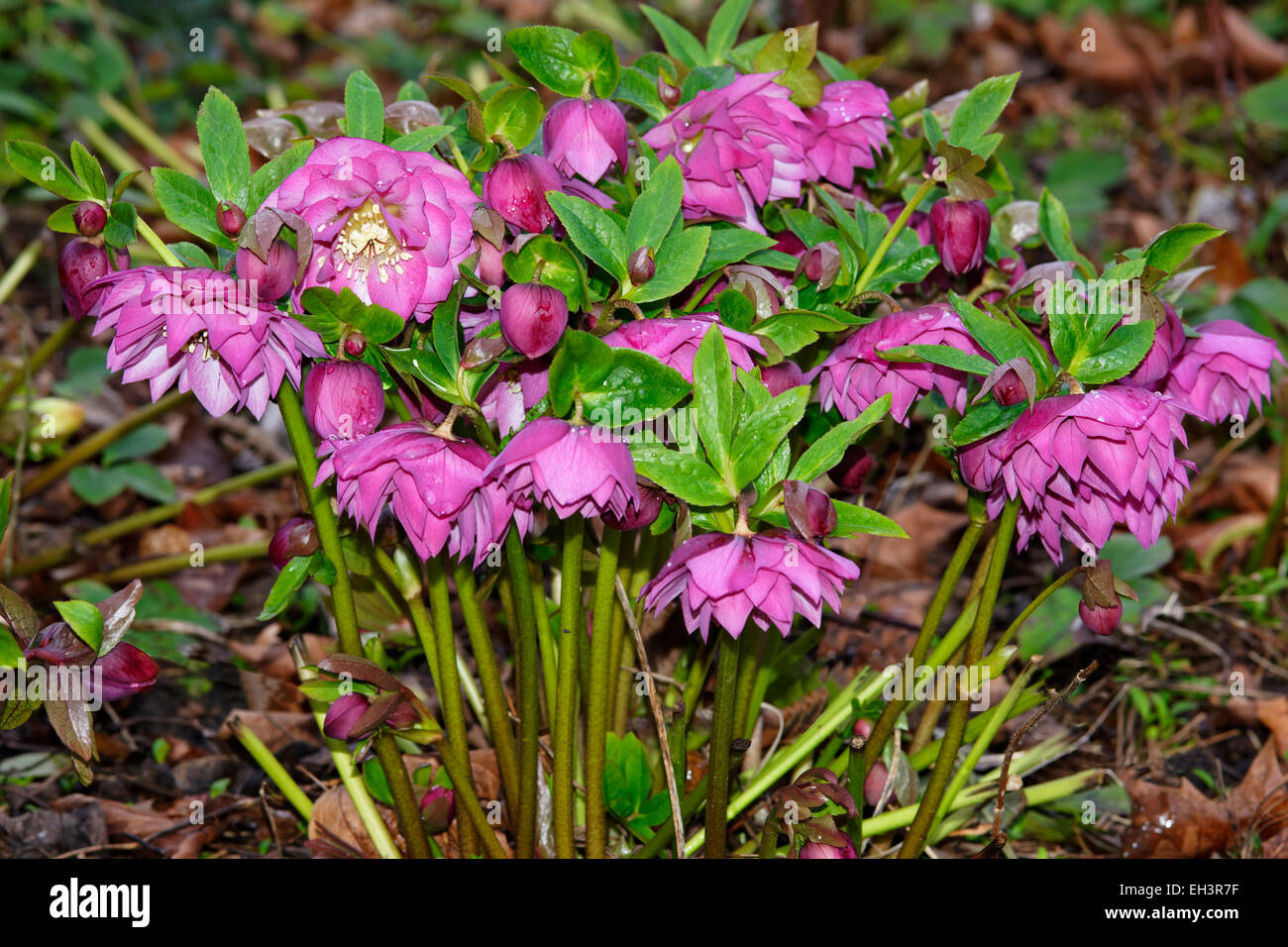 Ein Cluster von doppelten Helleborus Blumen, City of York, Yorkshire, England Stockfoto