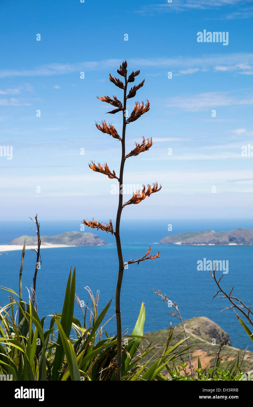 Phormium Tenax Flachs am Cape Reinga im Norden von Neuseeland. Stockfoto