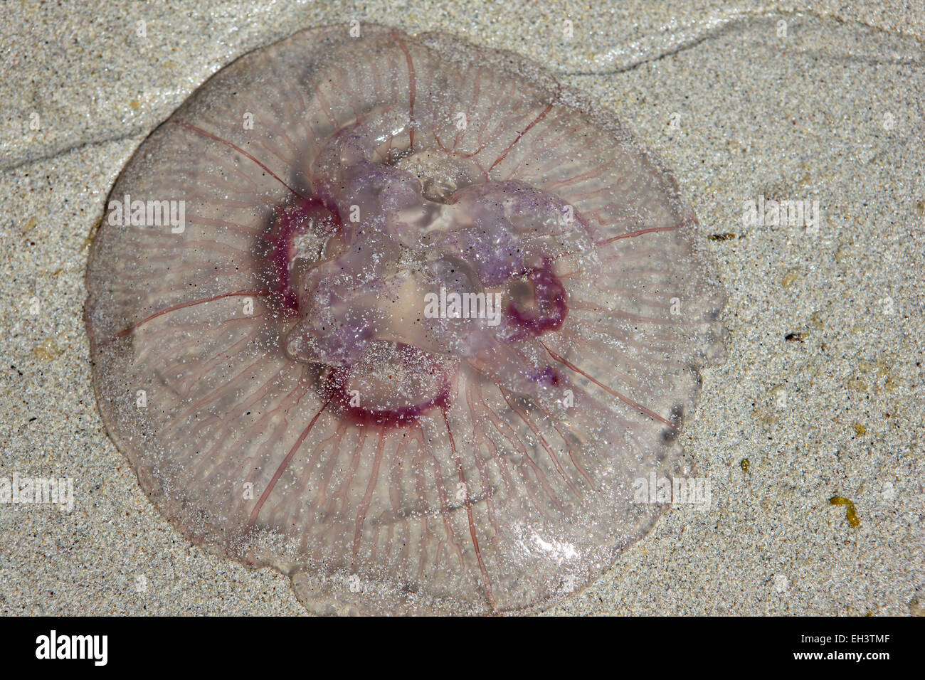Quallen an einem Sandstrand auf der Isle of Mull Stockfoto