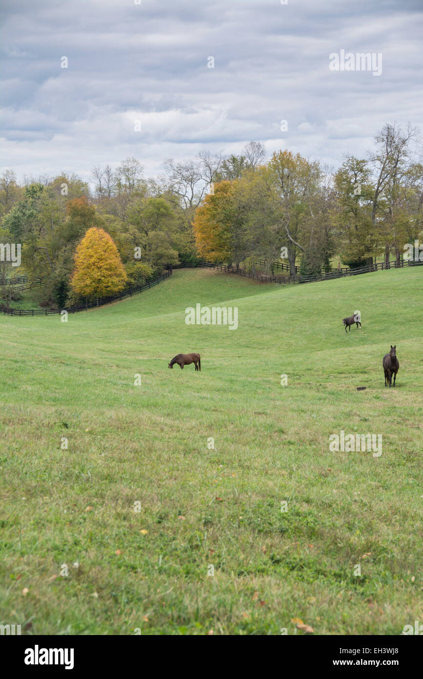 Vollblutpferde in einer rollenden Weide im Bereich der Kentucky Blue Grass Stockfoto