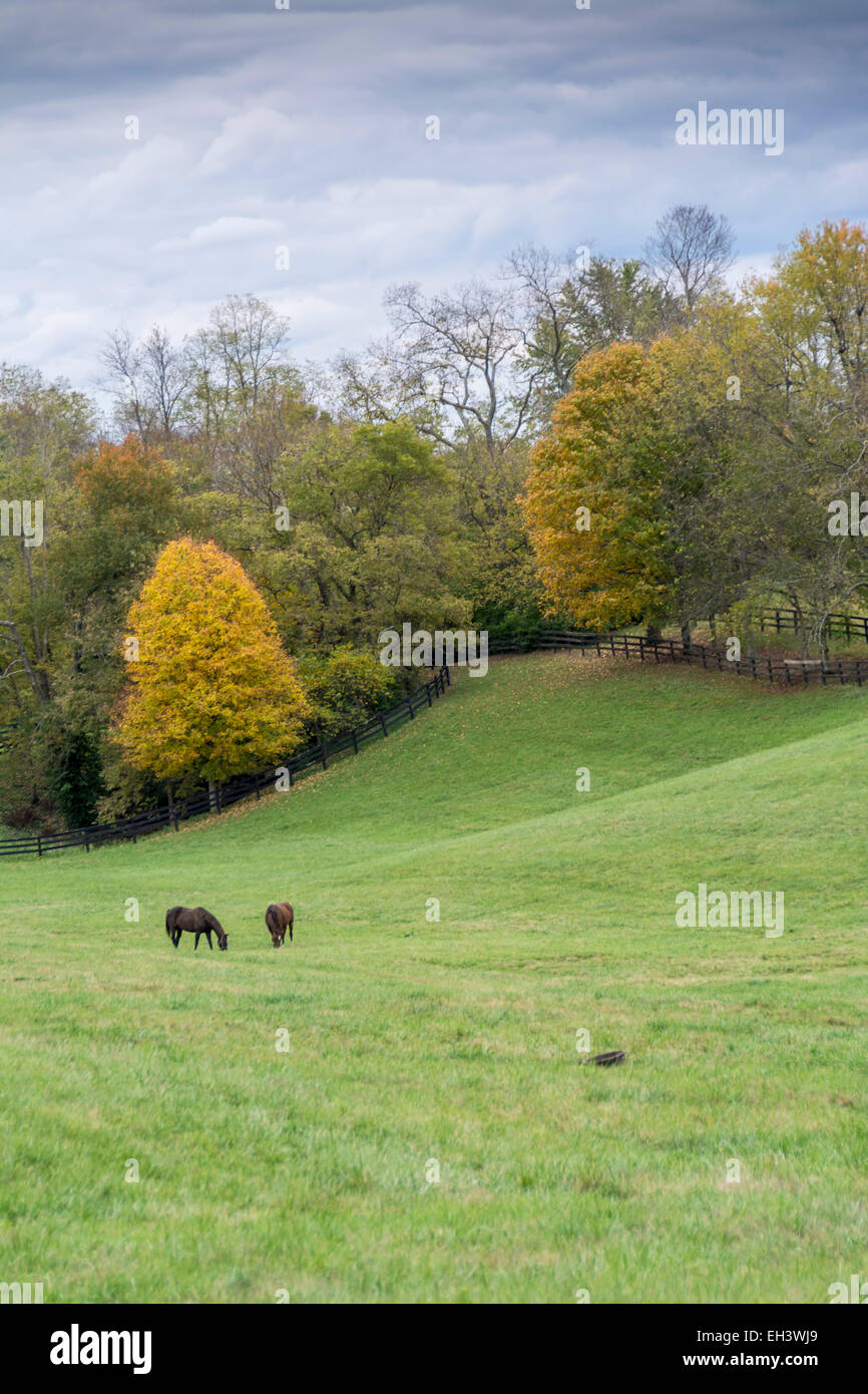 Vollblutpferde in einer rollenden Weide im Bereich der Kentucky Blue Grass Stockfoto