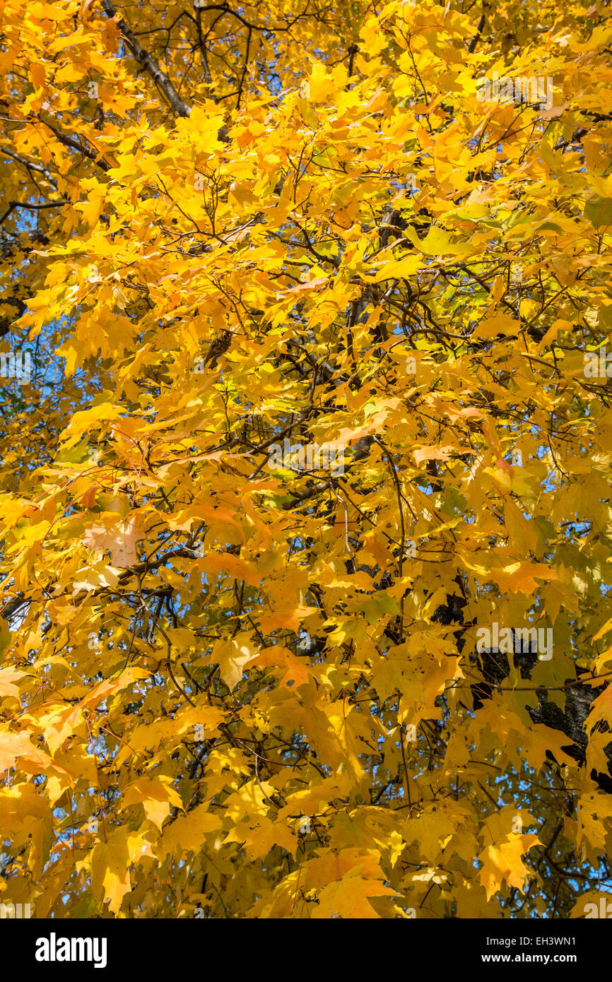 Bunter Herbst Bäume im Bereich der Kentucky USA Bluegrass Stockfoto