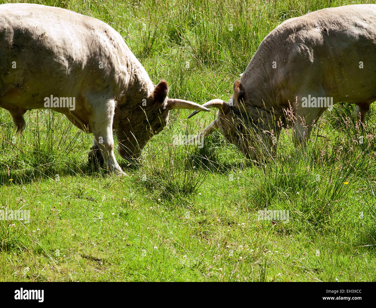 Zwei Stiere in der Herde von wilden Rinder auf Chillingham, Northumberland. Stockfoto