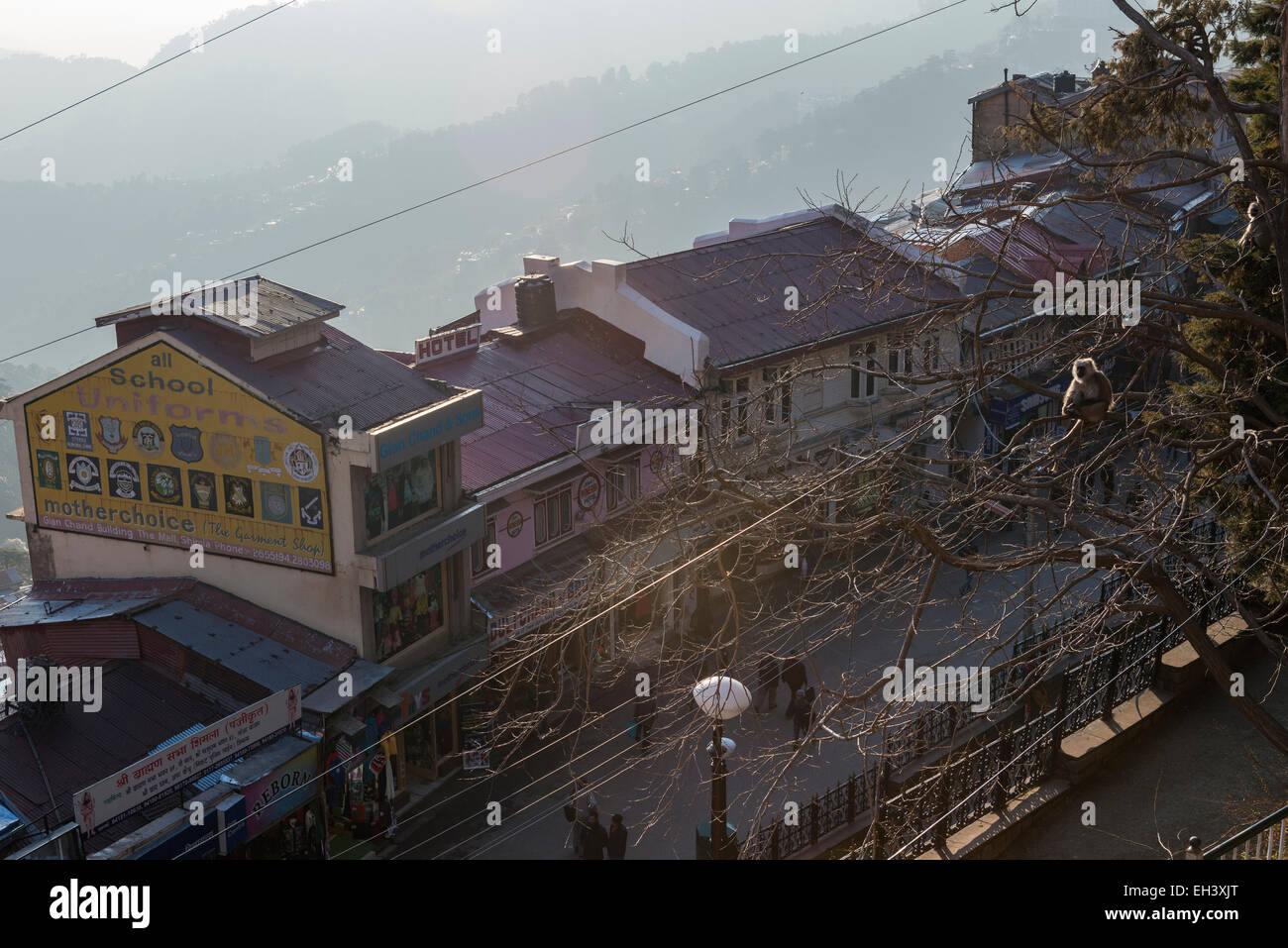 Grau-Languren-Affen in den Bäumen über einer Straße in die Stadt Shimla, Himachal Pradesh, Indien Stockfoto
