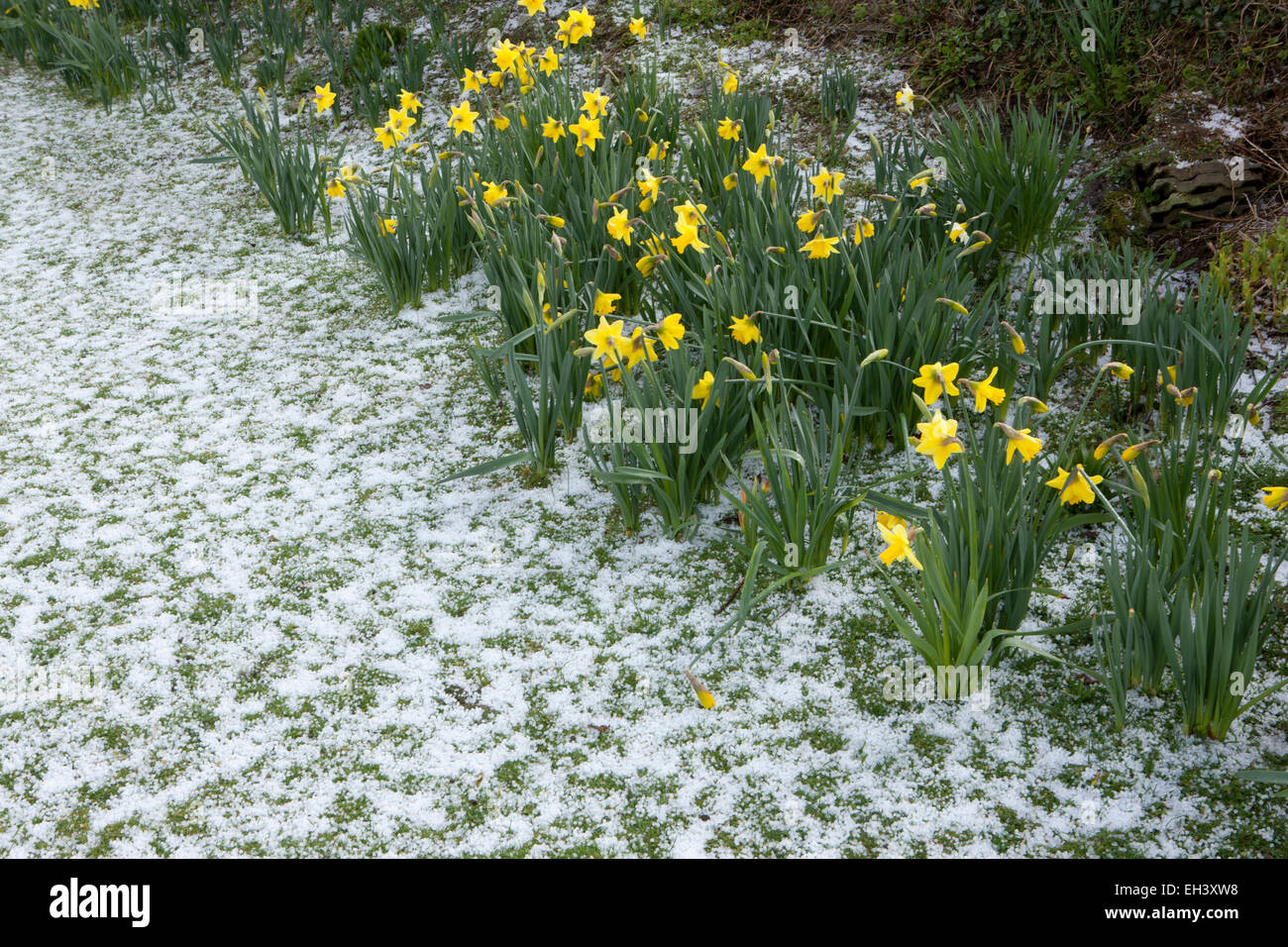 Ungewöhnliche Wetter für März in Cornwall, deckt ein Herbst Schnee Rasen eine robuste gelbe Daffodills Stockfoto