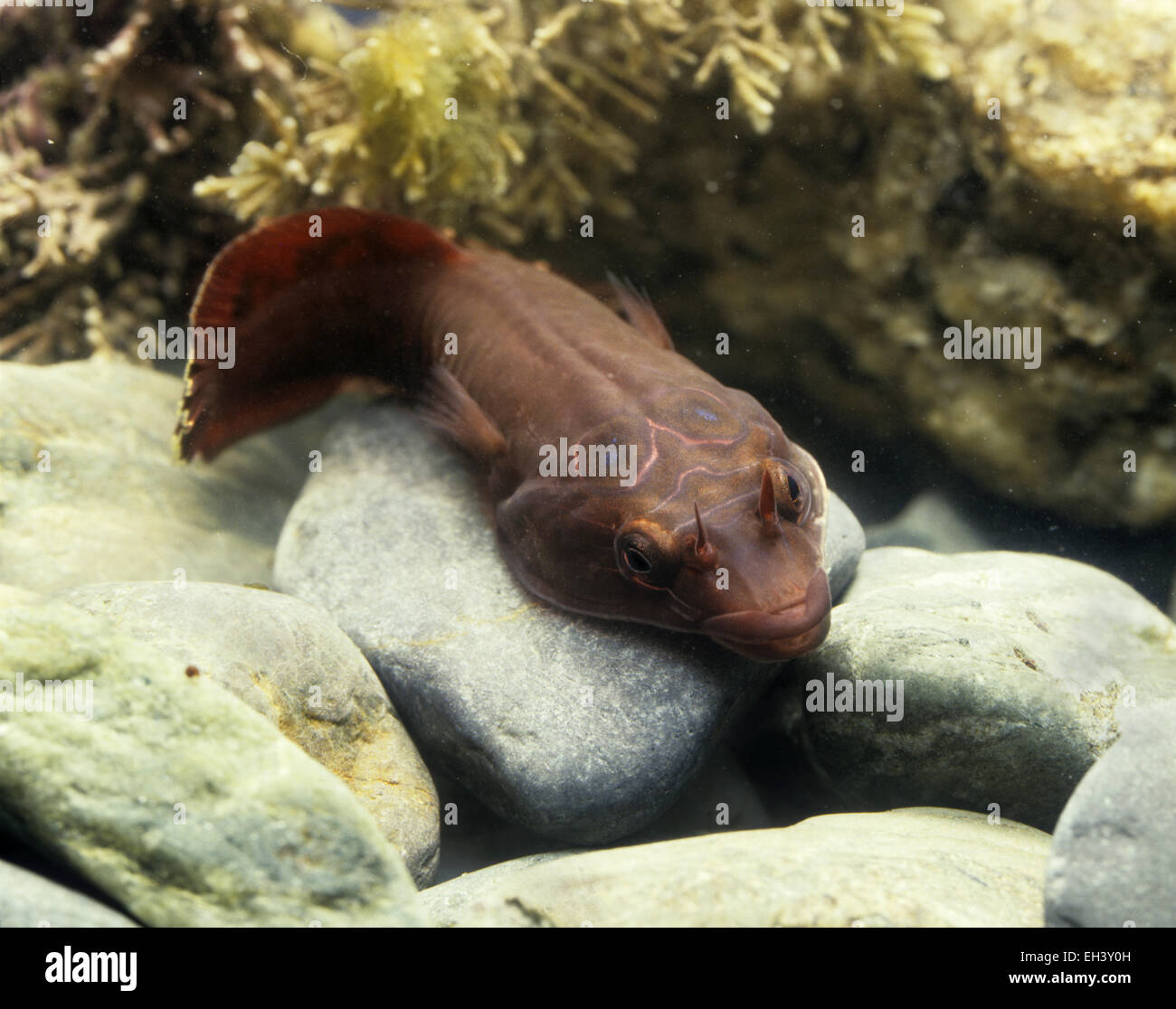 Kornische Sucker - Lepadogaster gouani Stockfoto