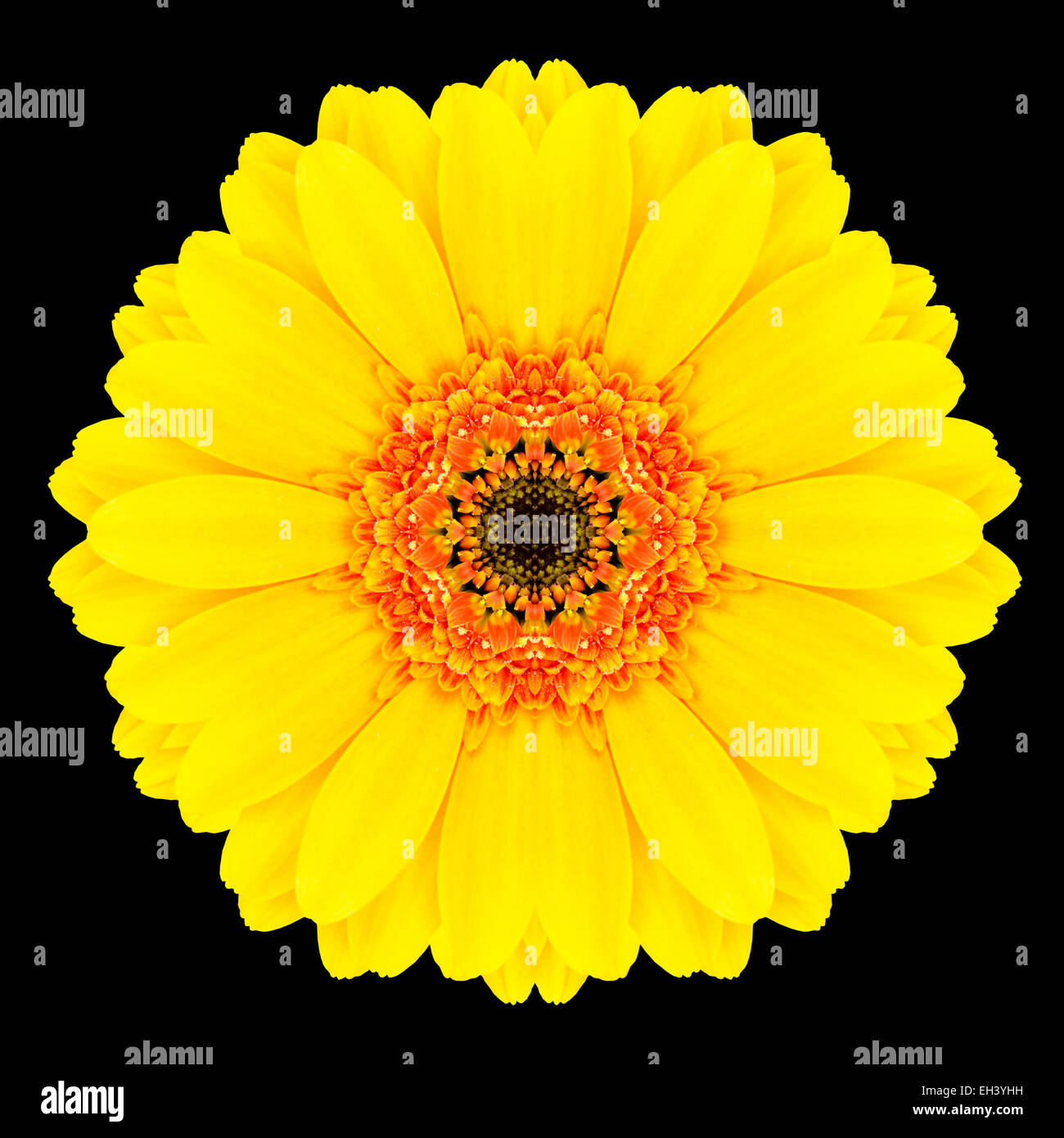 Gelbe Blume Mandala. Kaleidoskopische Gestaltung isoliert auf schwarzen Hintergrund. Gespiegelte Muster Stockfoto