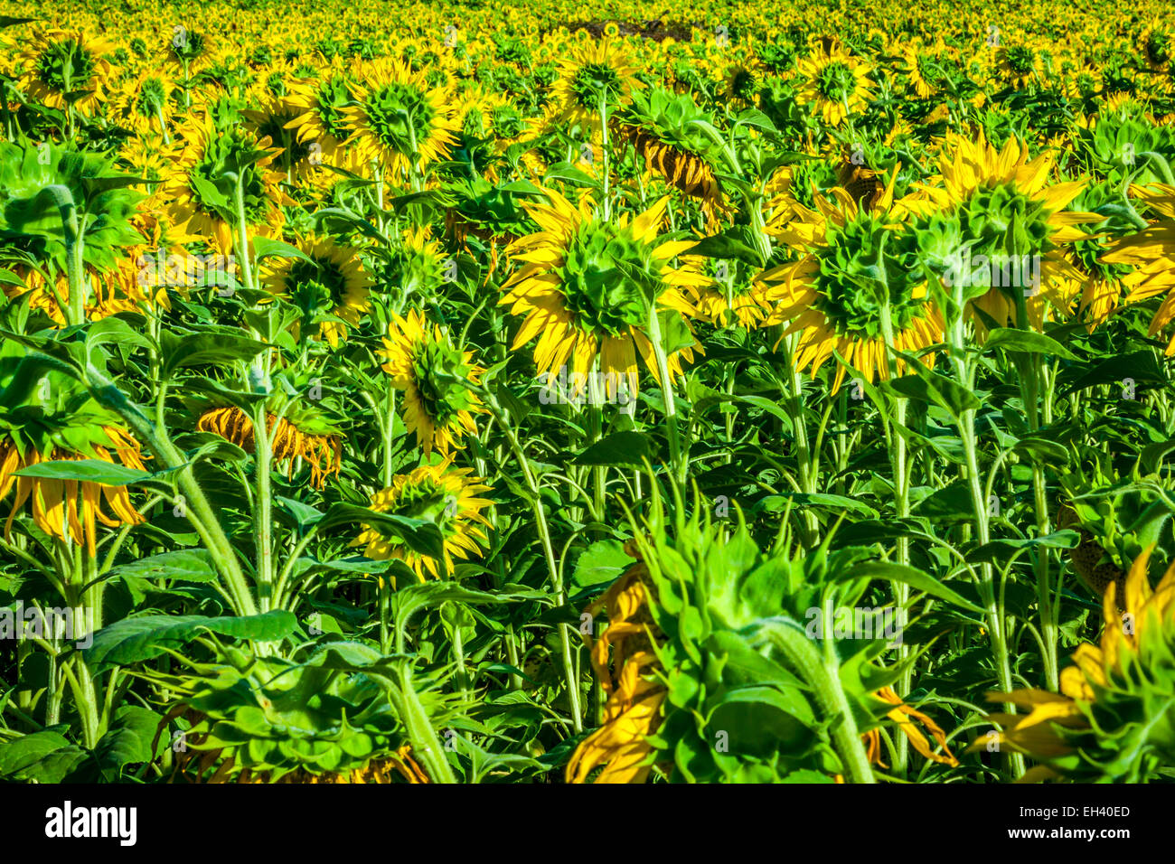 Bereich der riesigen Sonnenblumen an einem sonnigen Sommertag in Frankreich Stockfoto