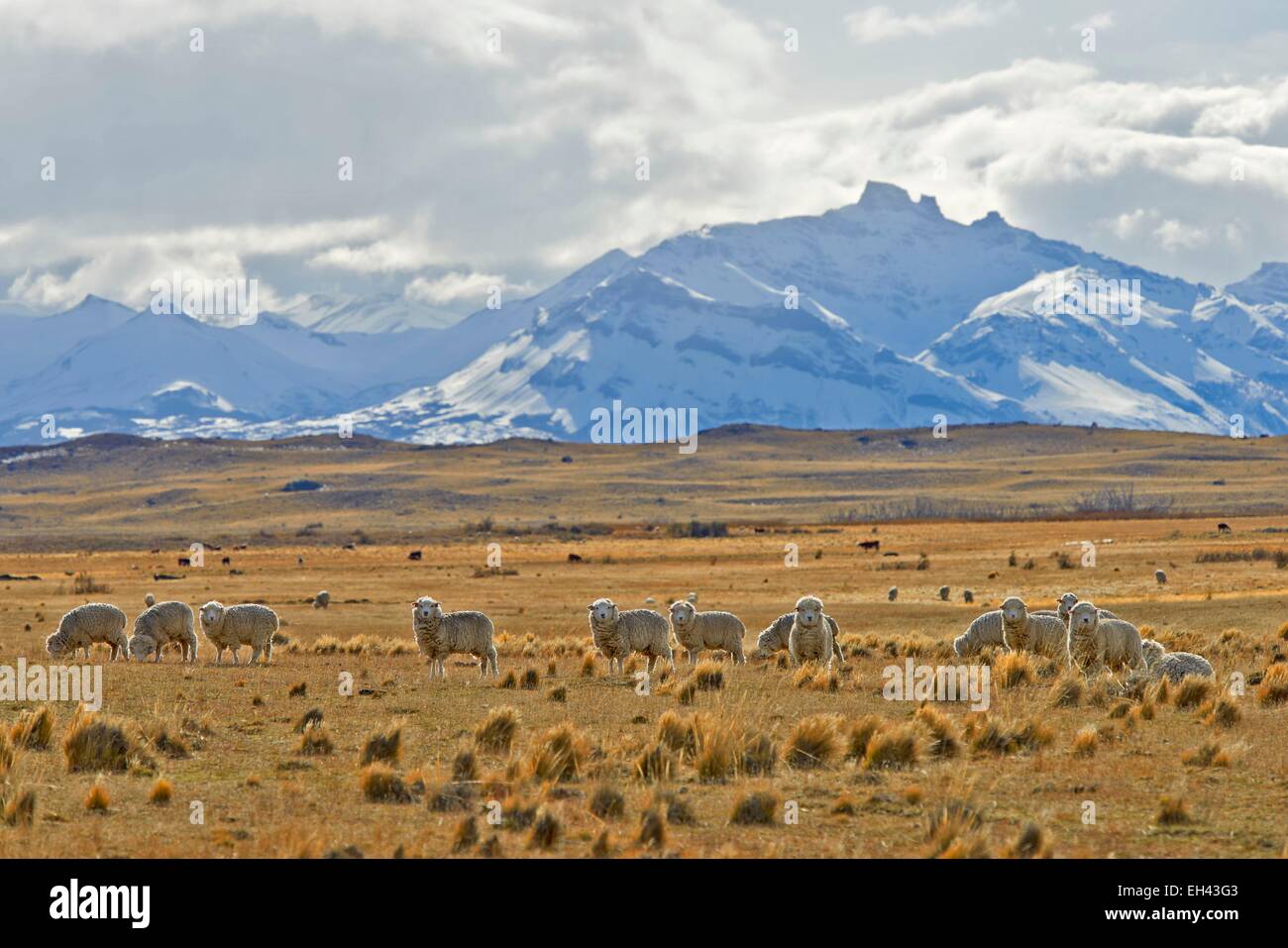 Argentinien, Patagonien, Santa Cruz, El Calafate, Schafe in der Pampa in der Nähe von El Calafate Stockfoto