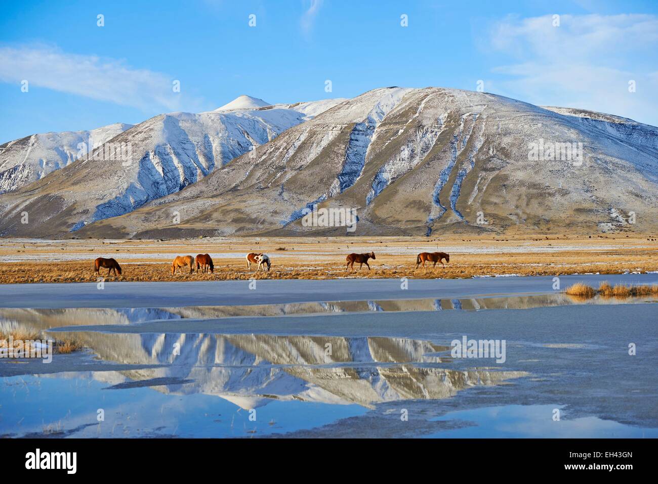 Argentinien, Patagonien, Santa Cruz, El Calafate, Pferde und Lago argentino Stockfoto