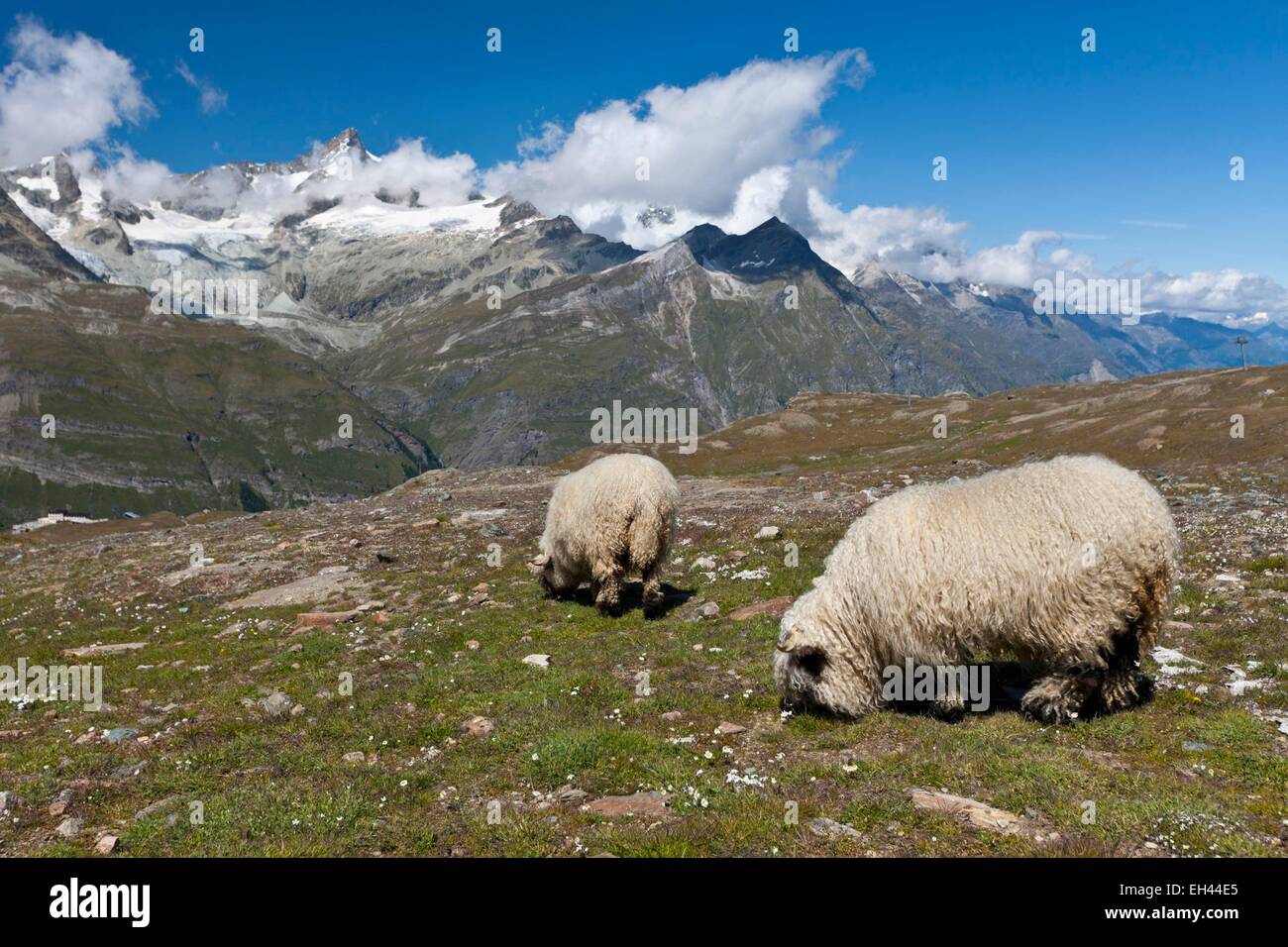 Schweiz, Kanton Wallis, Zermatt, Schafe auf einem Wanderweg am Gornergrat gegenüber dem Matterhorn Stockfoto