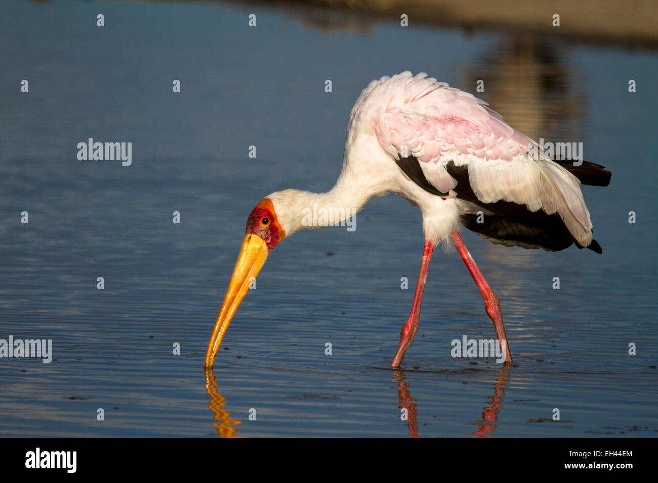 Gelb-billed Storch (Mycteria Ibis) Stockfoto