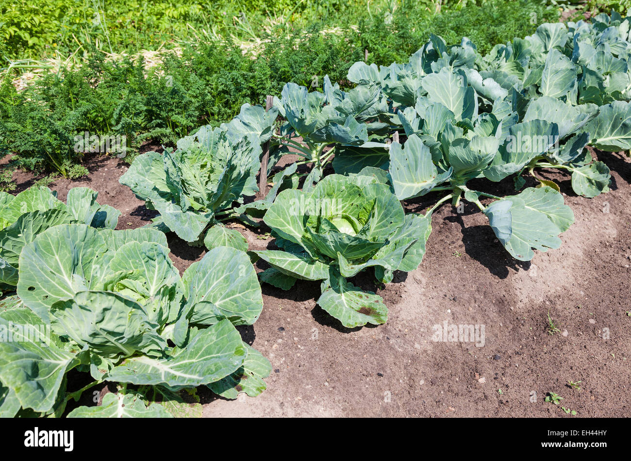 Kohl und Karotten im Garten wächst Stockfoto