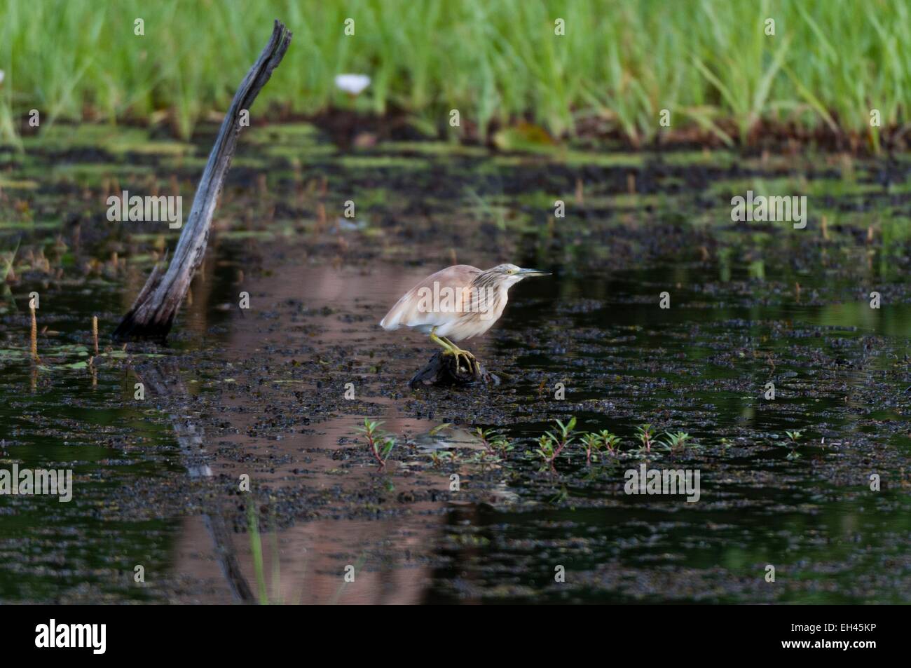 Botswana Okavango-Delta, aufgeführt als Weltkulturerbe der UNESCO, Khwai Konzessionsgebiet, wie Reiher (Ardeaala Ralloides) Stockfoto