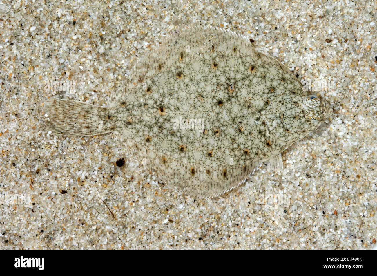Scholle - Pleuronectes platessa Stockfoto