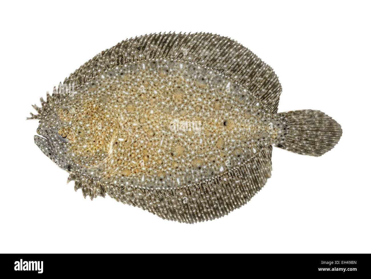 Brill - Scophthalmus rhombus Stockfoto