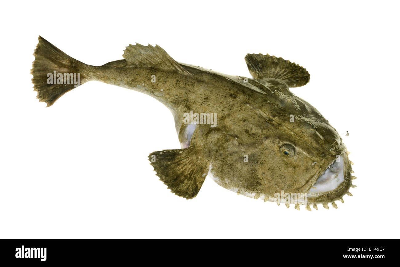 Angler - Lophius piscatorius Stockfoto