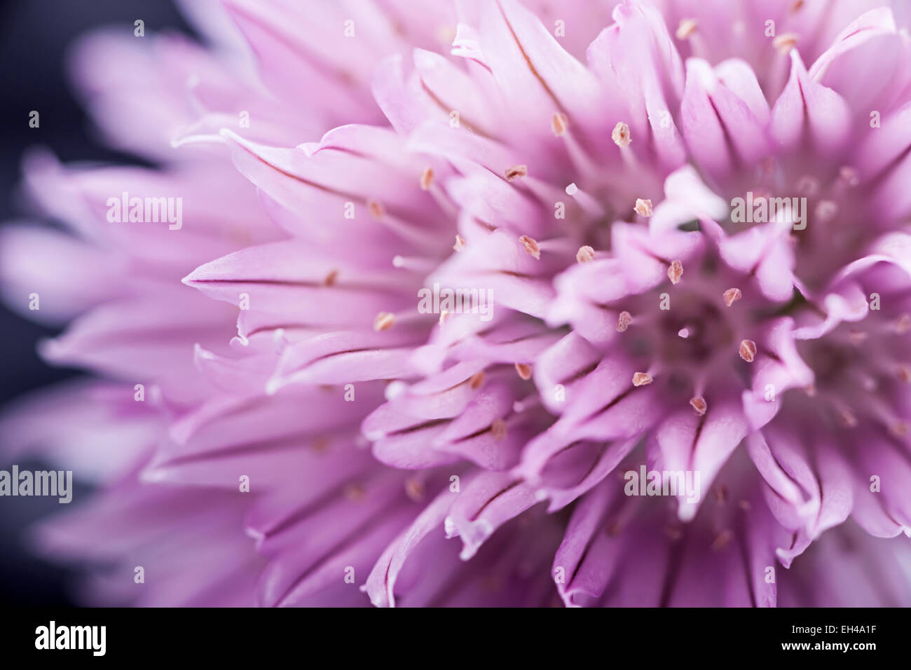 Extreme Makro Nahaufnahme Blume lila Schnittlauch Stockfoto
