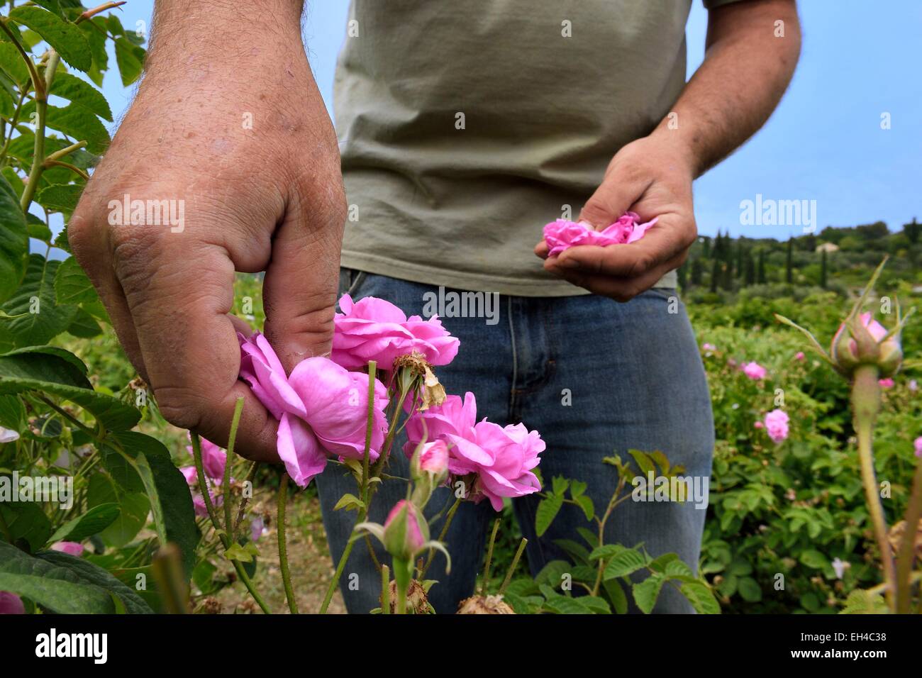 Frankreich, Alpes Maritimes, Mouans-Sartoux rund um Grasse, Gärten des Musée International Parfüm (Jardins du MusΘe International De La Parfumerie), Centifolia rose Stockfoto