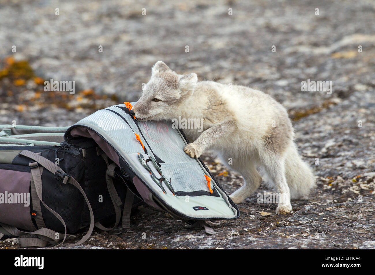 Neugierig Polarfuchs (Vulpes Lagopus) im Sommer Mantel ermittelnden Naturfotograf Kameratasche, Spitzbergen, Norwegen Stockfoto