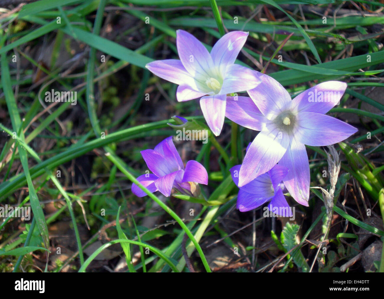 drei Blumen des Veilchens in dem grünen Rasen in Licht und Schatten Stockfoto