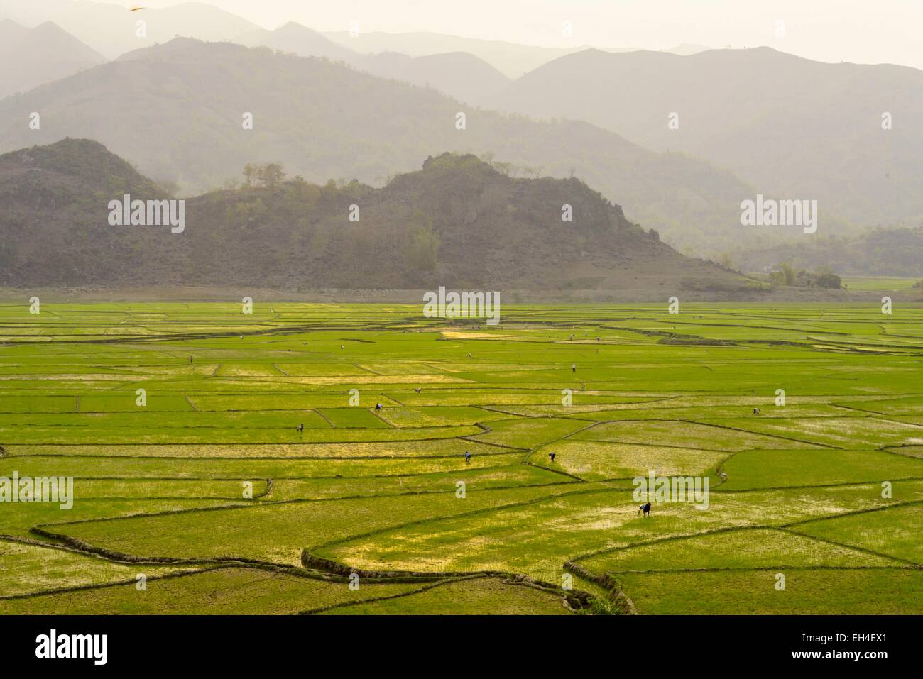 Vietnam, Son La Provinz, Phu Yen, Reisfelder, weißen Thai ethnischen Gruppe oder Tai Krao Stockfoto