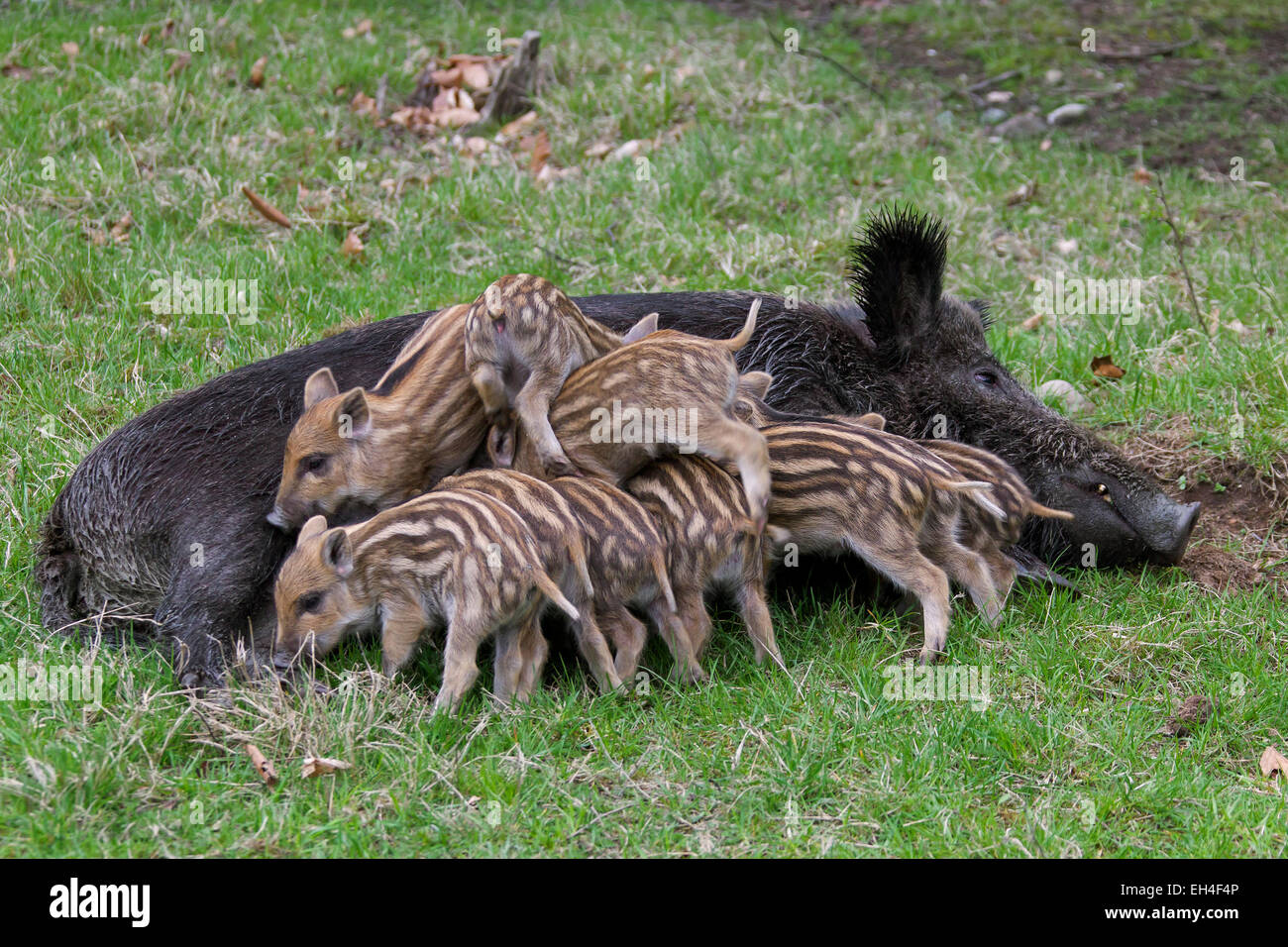 Wildschwein (Sus Scrofa) Sau Ferkel im Frühjahr Spanferkel Stockfoto