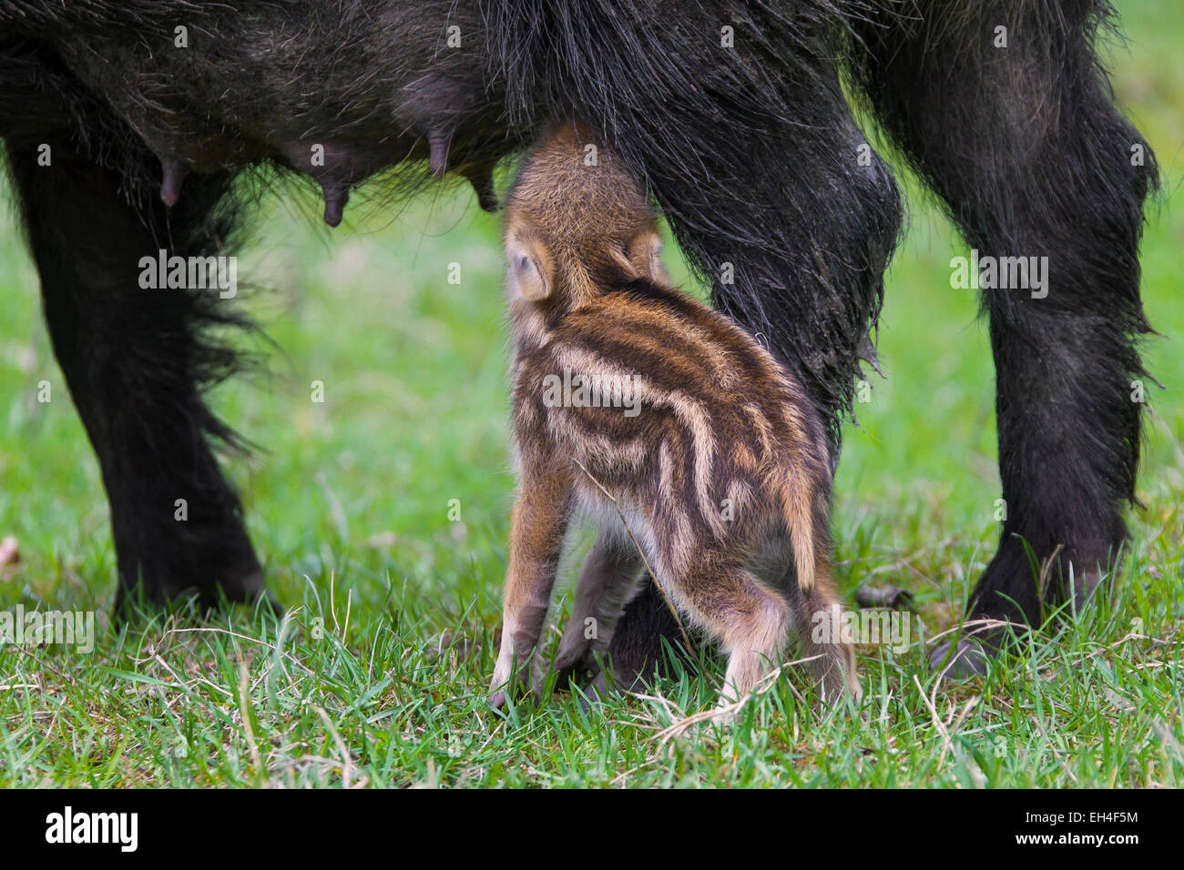 Wildschwein (Sus Scrofa) Sau säugende Ferkel im Frühjahr Stockfoto