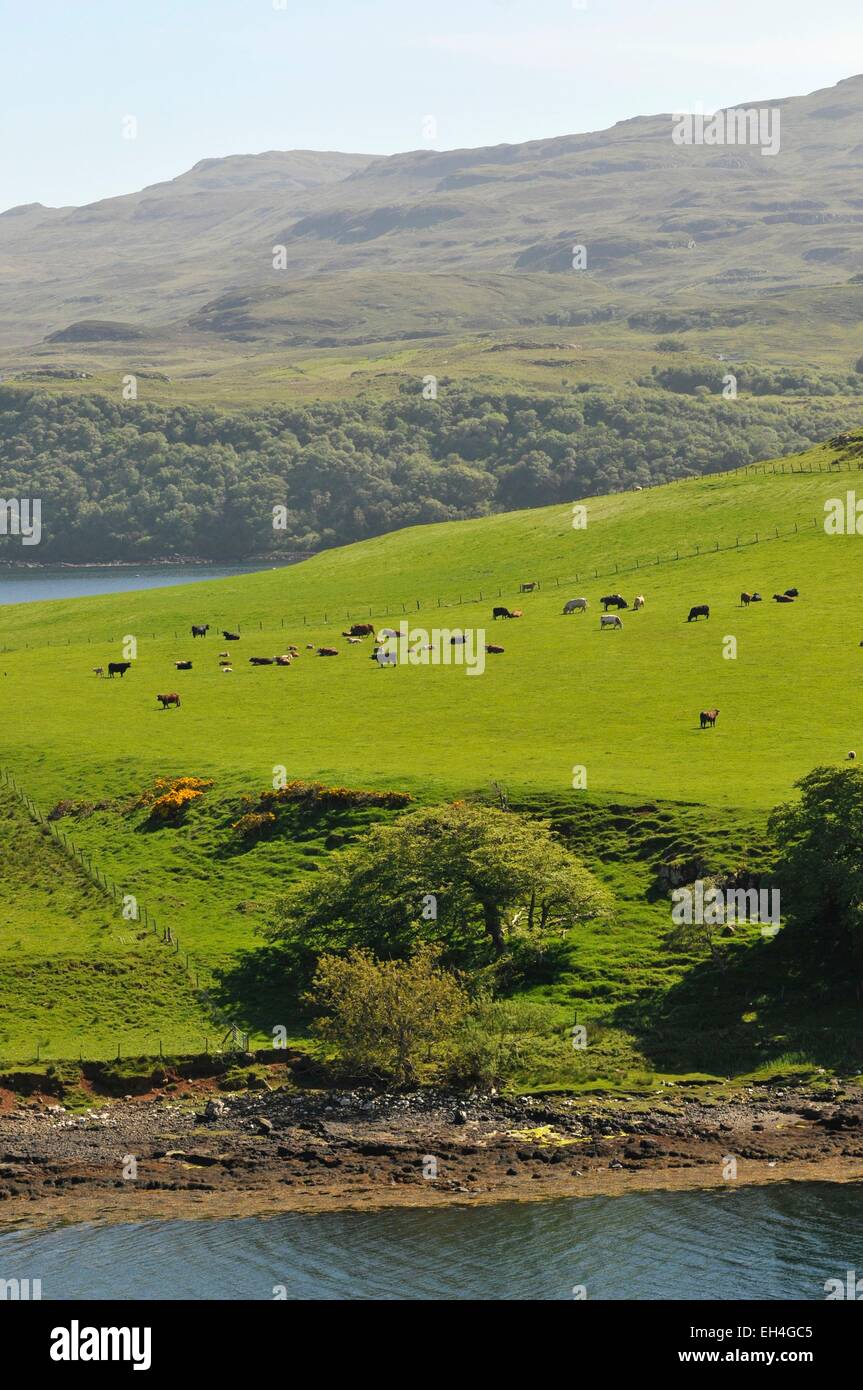 Großbritannien, Schottland, Highlands, Isle Of Skye, innere Hebriden Weiden Stockfoto