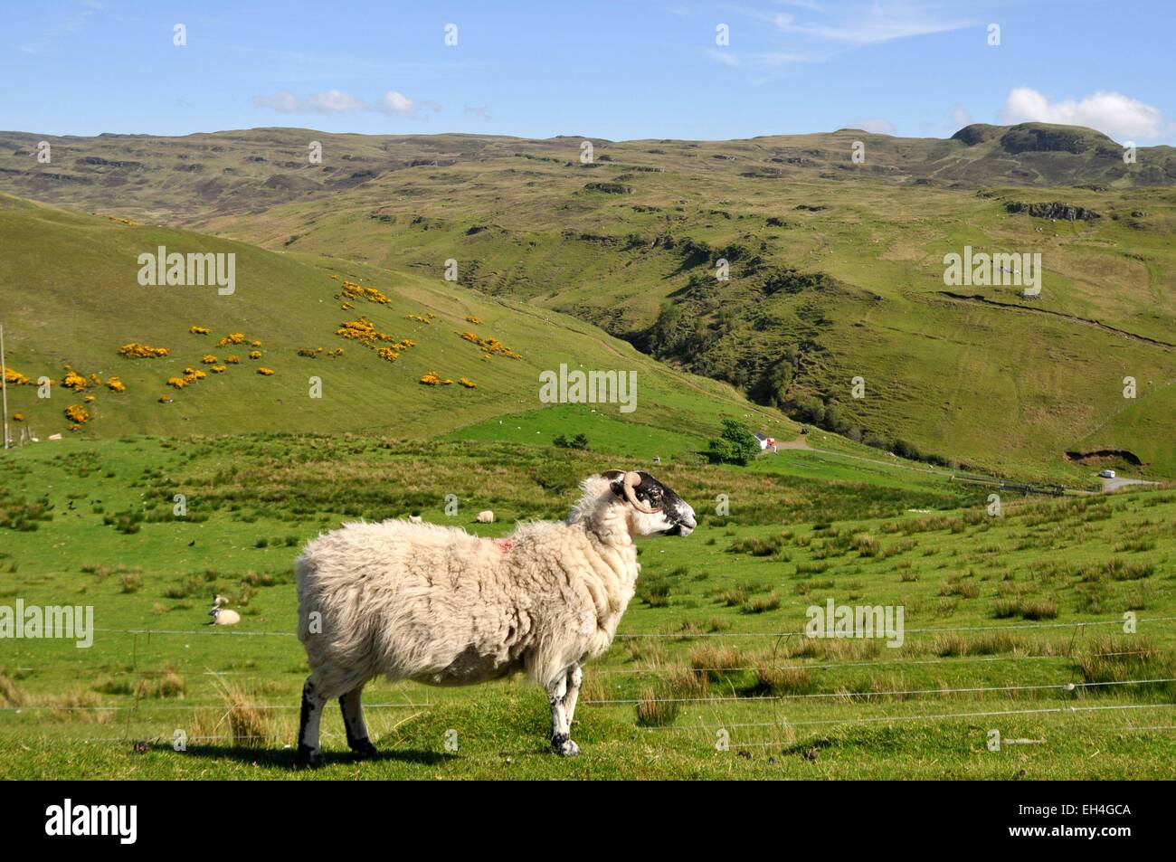 Großbritannien, Isle Of Skye, Schottland, Highlands, Inneren Hebriden ram Stockfoto