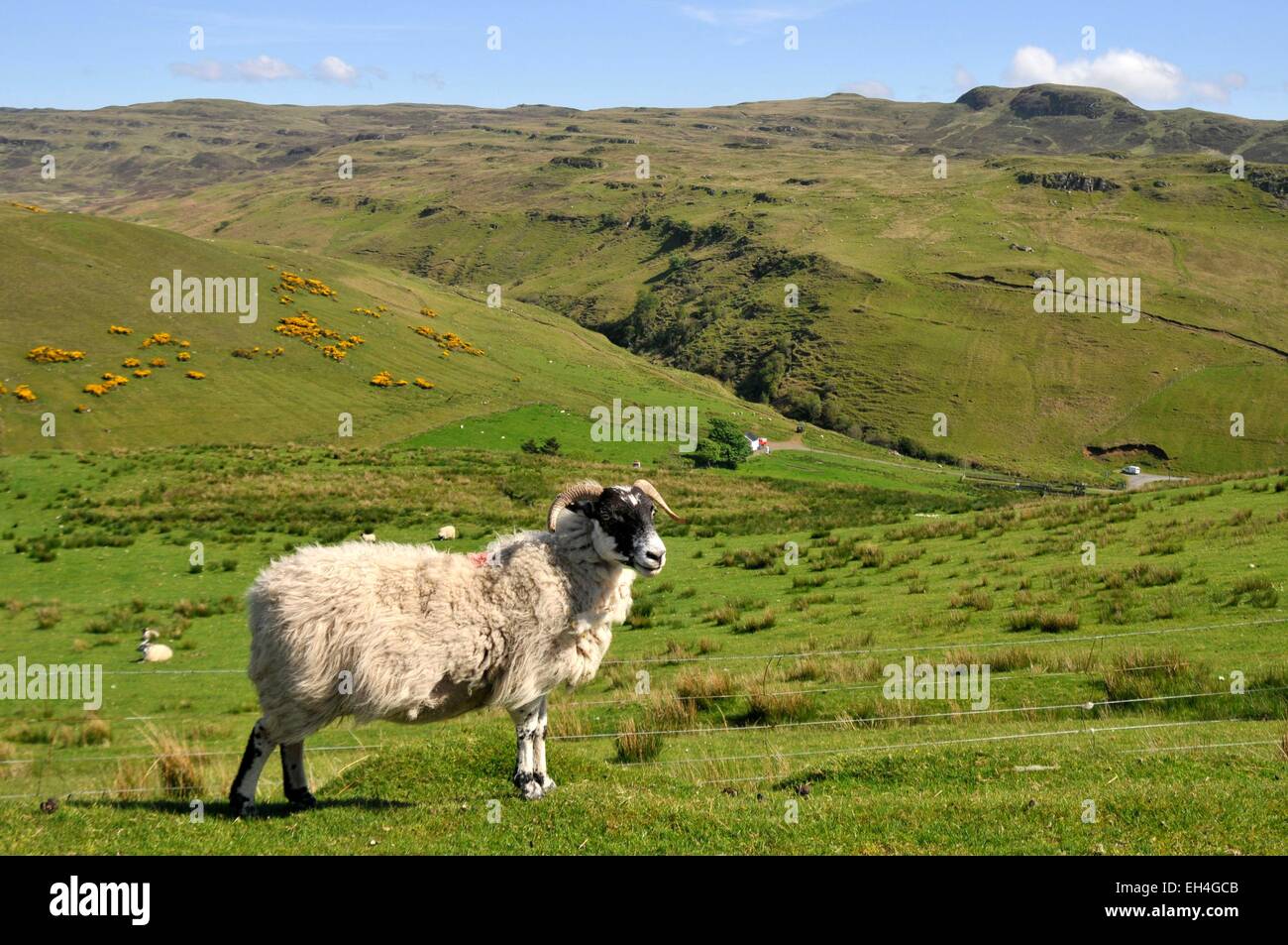 Großbritannien, Isle Of Skye, Schottland, Highlands, Inneren Hebriden ram Stockfoto