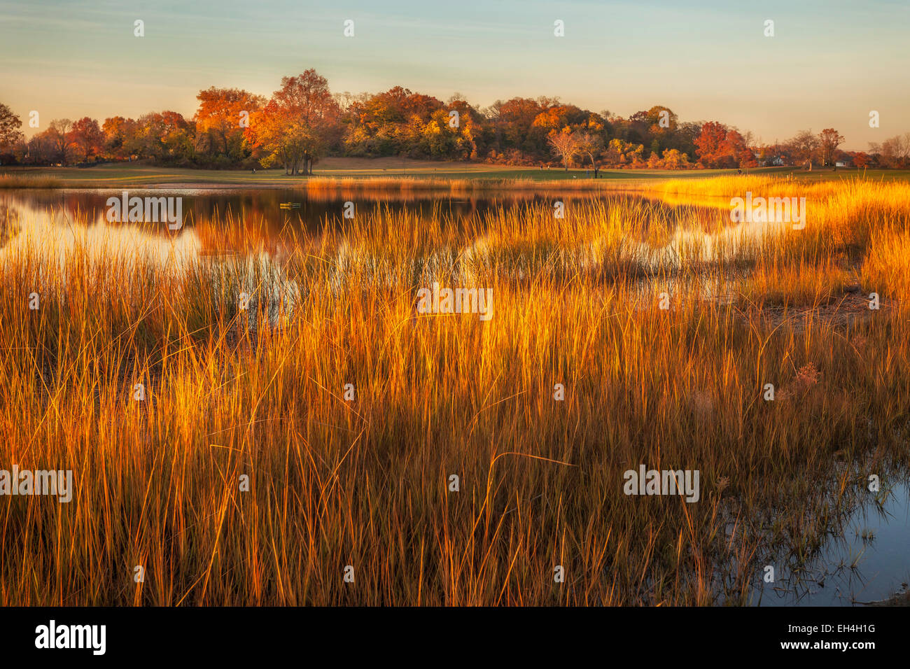 Hohe goldene Gräser rund um einen Teich an einem Herbstabend. Stockfoto