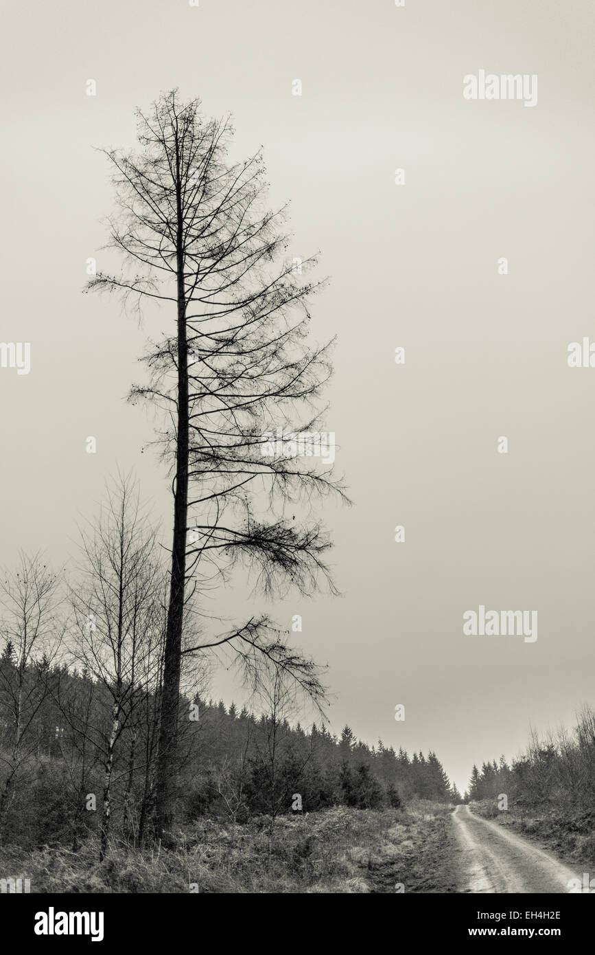 Ein eindringlicher aussehender Baum mit fehlenden Ästen führt einen einsamen Weg Stockfoto